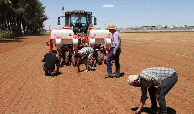 Şanlıurfa GAP Tarımsal Araştırma Enstitüsü’nden Toprak Dostu Pamuk Ekimi