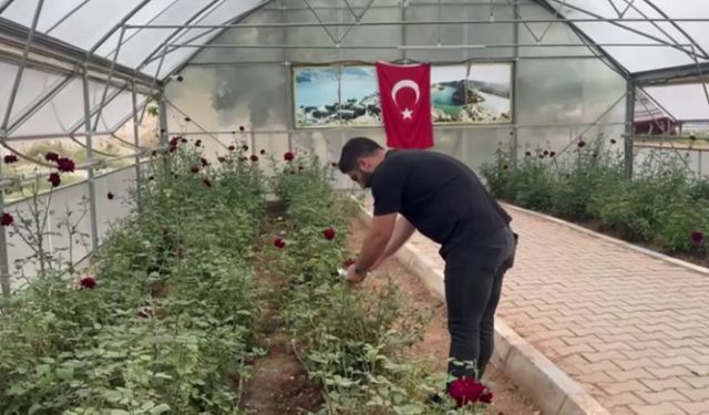 Halfeti’de Karagül Hasadı Başladı: Doğanın Siyah Mucizesi Yeniden Açtı