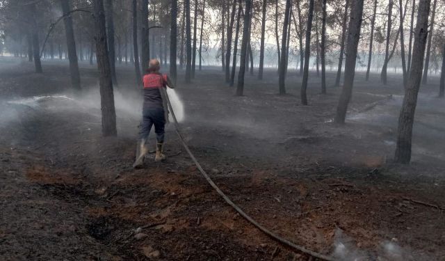 Şanlıurfa'da Orman Yangını! Dumanlar Gökyüzünü Kapladı