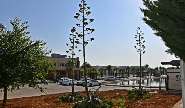 Şanlıurfa’da Harran Üniversitesi Kampüsü’nde Doğa Mucizesi!