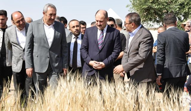 Şanlıurfa, Buğdayın Yolculuğuna Ev Sahipliği Yapıyor!