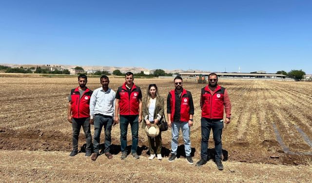 Şanlıurfa'da İkinci Ürün Pamuk İçin Topraklar Hümik Asitle Güçlendiriliyor