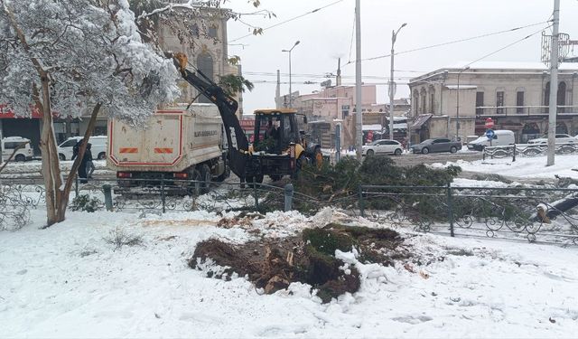 Şanlıurfa’da Yoğun Kar Yağışı: Ağaçlar Kökünden Söktü