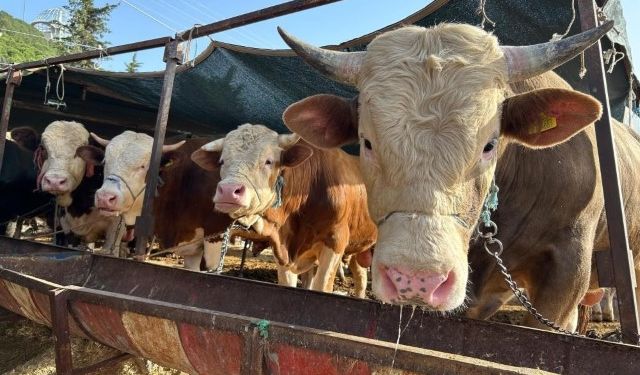 2026 Besilik Hayvan İthalatı Başvuruları 12 Ocak’ta Başlıyor!