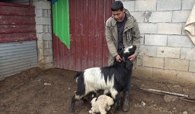 Gaziantep’te Annesiz Kalan Kuzuya Keçiler Annelik Yapıyor!