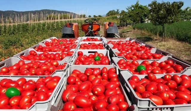 Türkiye 51 Ülkeye Domates Sattı: İlk Sırada Romanya
