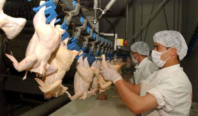 Aralık ayında tavuk eti üretimi 253 bin 993 ton oldu