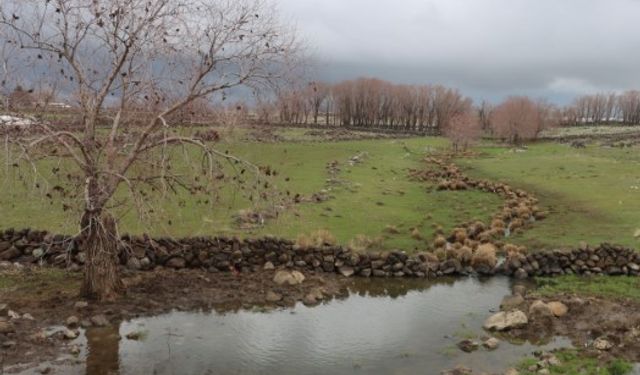 Şanlıurfa’da Yağışlar Tarım Ve Hayvancılığa Can Suyu Oldu!