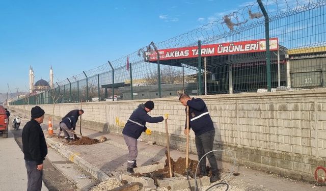 Şanlıurfa’da Yeşil Doku Güçleniyor: Ana Caddelerde Ağaçlandırma Çalışması!