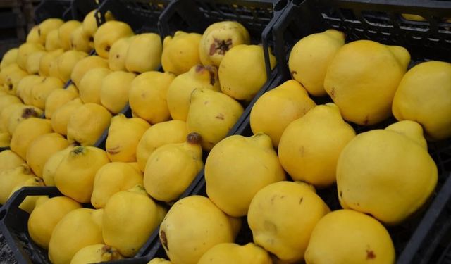 Ayvada Rekor Fiyat: Üretim Düştü, Tezgâhlar Alev Aldı