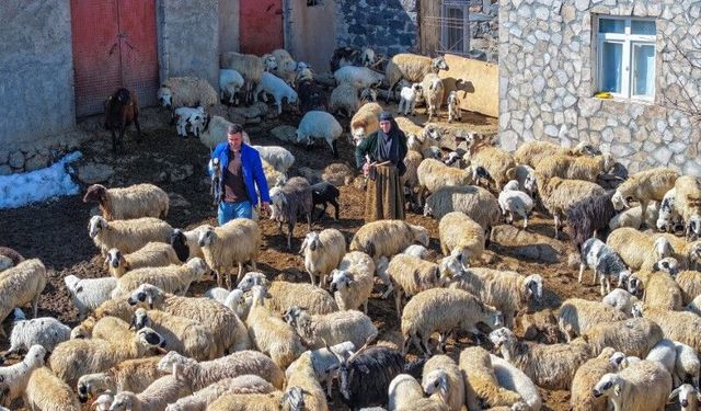 Mevsimsel Yağışlar Karacadağ’da Besicilerin Yüzünü Güldürdü