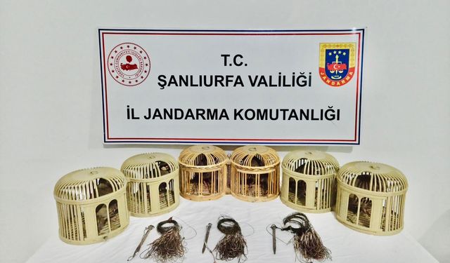 Şanlıurfa Akçakale’de Keklik Avlayanlara Suçüstü