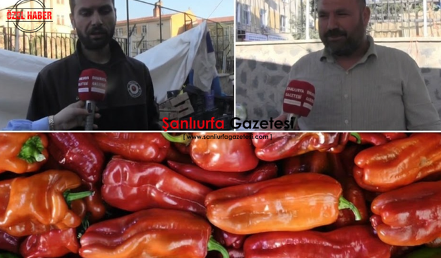 İsotun Memleketinde Biber Krizi: Şanlıurfa’da Fiyatlar Gündem Oldu