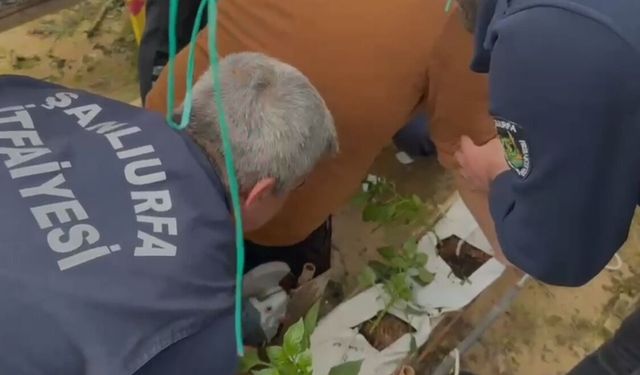 Şanlıurfa’da Serada Çalışan İşçinin Bacağına Demir Saplandı