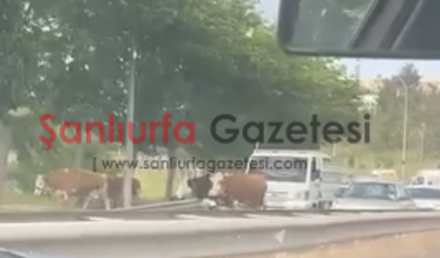 Şanlıurfa’da Ahırdan Kaçan İnekler Trafiği Kilitledi
