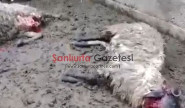 Şanlıurfa'da Ahıra Giren Kurt Paniğe Neden Oldu: 2 Koyun Telef Oldu