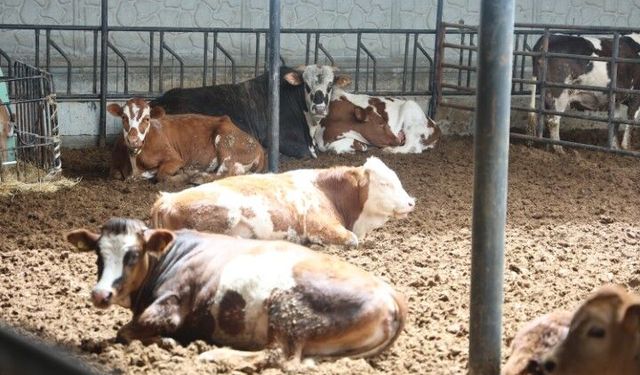 Uzmanlardan Kurban Bayramı İçin Et Tüketimi Uyarısı