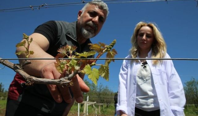 Şanlıurfalı üreticiler için kritik adım geldi: Kayıplara son