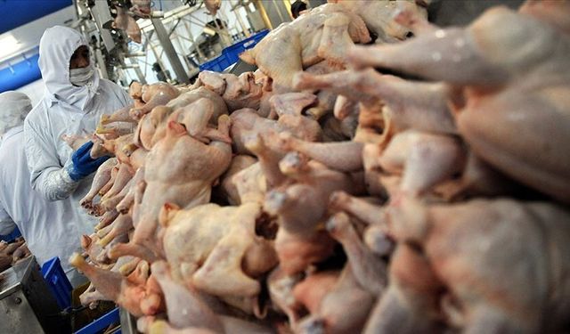 Tavuk Eti Üretiminde Mart Ayında Dikkat Çeken Artış