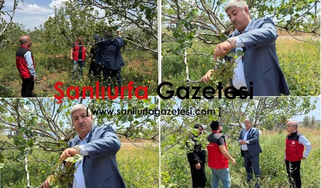Şanlıurfa’da Ziraat odası sahaya indi hasar tespiti başladı