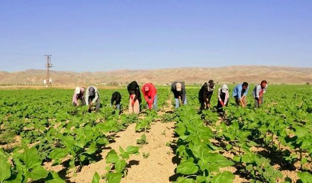 Şanlıurfa’da Mevsimlik Tarım Çocukları Eğitimsiz Kalmayacak
