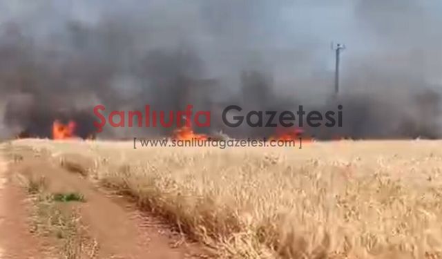 Şanlıurfa'da 300 Dönüm Buğday Tarlası Yangında Kül Oldu