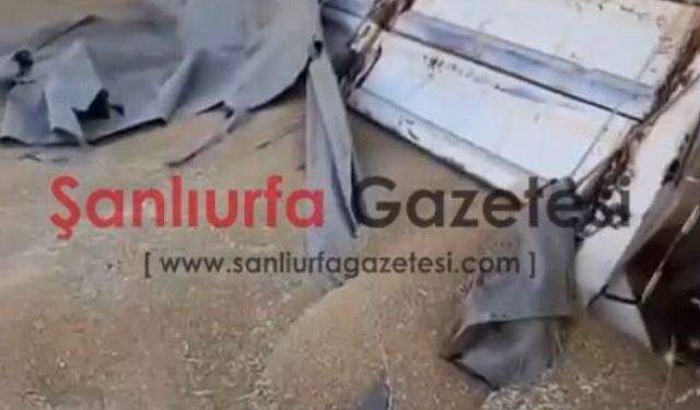 Şanlıurfa’da Buğday Yüklü Kamyon Devrildi! Sürücü Yaralandı