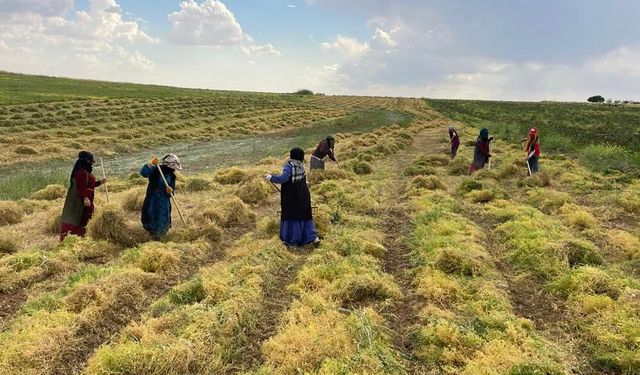 Şanlıurfa’da bereket hasadı; Kırmızı altın ‘Sulu Tarım" etkisi yarattı!
