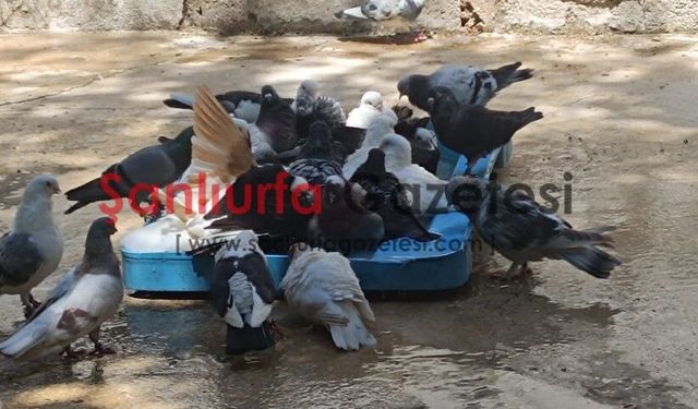 Şanlıurfa’da İlginç Görüntüler! Güvercinler Havuzlarda Serinledi