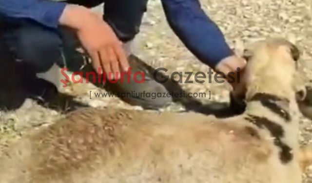 Şanlıurfa'da 15 Metrelik Kuyuya Düşen Koyun İtfaiye Tarafından Kurtarıldı