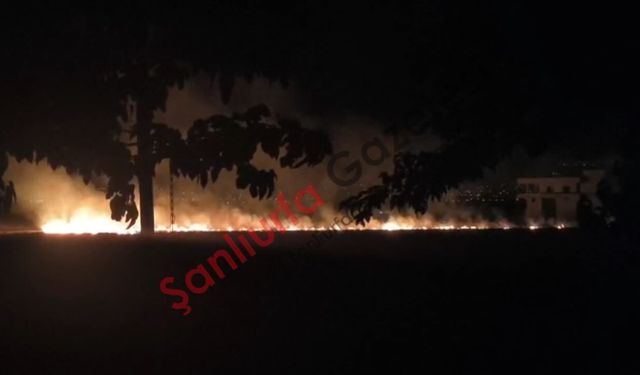 Şanlıurfa'da Anız Yangını 40 Dönüm Tarım Arazisini Küle Çevirdi