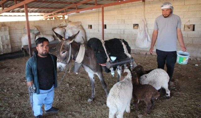 Şanlıurfa'da Görenleri Şaşırtan Yöntem! Kuzular Eşeği Anne Babası Sanıyor