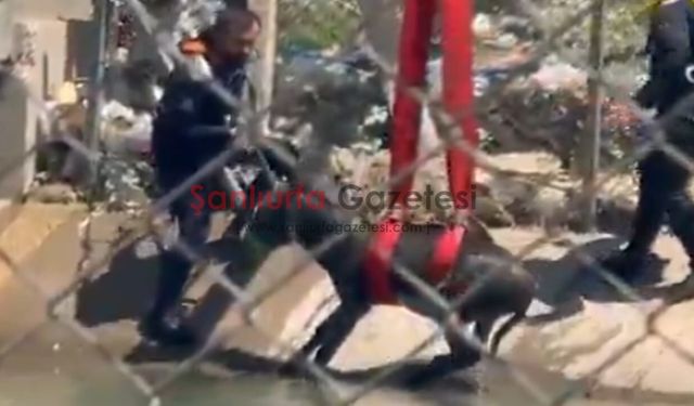 Şanlıurfa'da Sulama Kanalına Düşen Eşek Kurtarıldı