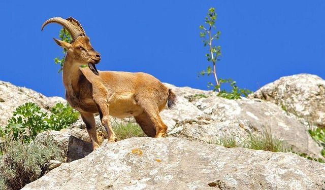 12 Adet Yaban ve Melez Yaban Keçisi Avlattırılması İhale İlanı