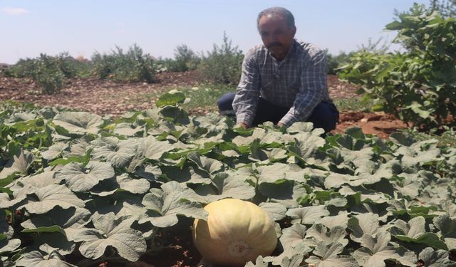 Şanlıurfa’da ata tohumları meyvelerini verdi: Asırlık lezzetler topraktan sofrayla buluşuyor