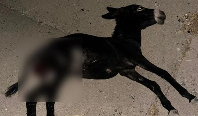 Başıboş Eşek Yola Çıktı, Otomobil Çarptı