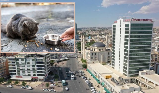 Şanlıurfa’da Sokak Hayvanları İçin Dev İhale! Tam 200 Ton Mama Alınacak