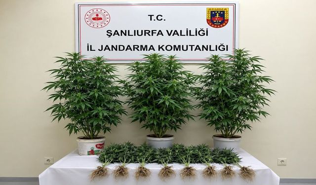Şanlıurfa'da kenevir operasyonu!