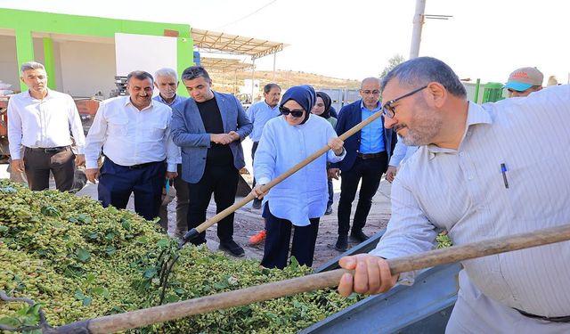 Şanlıurfa’da fıstık hasadı başladı: Vekil Yazmacı ilk hasada katıldı