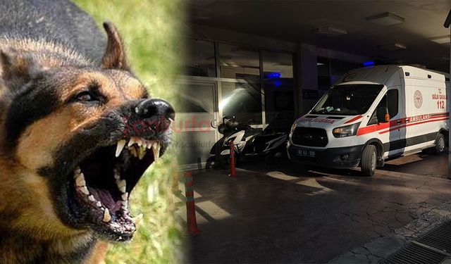 Şanlıurfa’da Başıboş Köpek Dehşeti! 8 Yaşındaki Çocuğa Saldırdılar