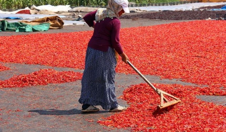 Şanlıurfa’da İsot yapımına başlandı