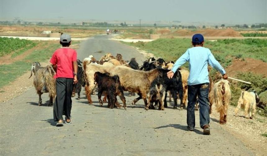 Ceylanpınar Tarım İşletmesi çoban alımı yapacak: Maaşlar ve detaylar belli oldu