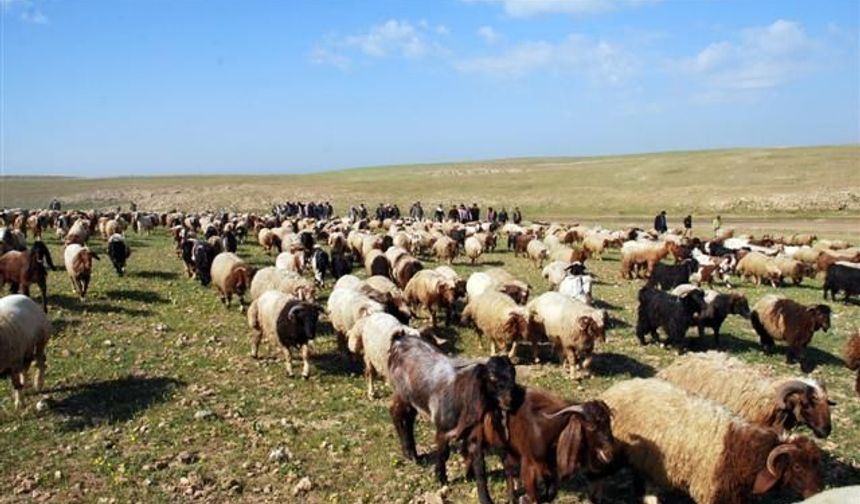 Şanlıurfalı besicilere müjde: Hayvanlarınız artık o proje ile güvende!