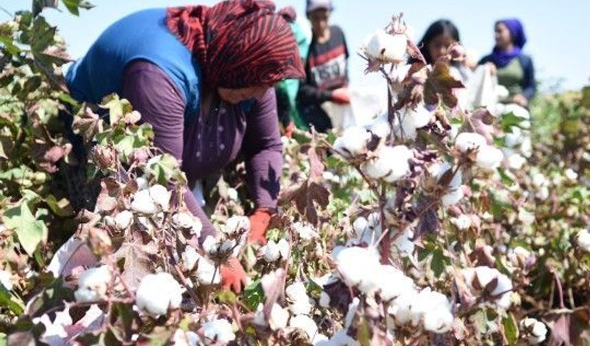 Beyaz altın Şanlıurfalı üreticisini sevindirecek mi? Şanlıurfa Ticaret Borsası 2026 pamuk fiyatlarını açıkladı