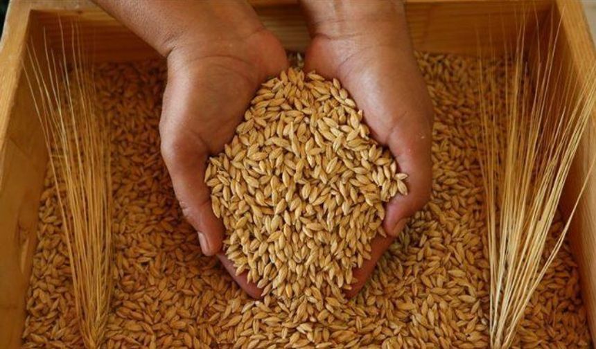 Buğday üretiminde son durum ne? Uzmanlar, "Dış açığı kapatmak için destek şart"