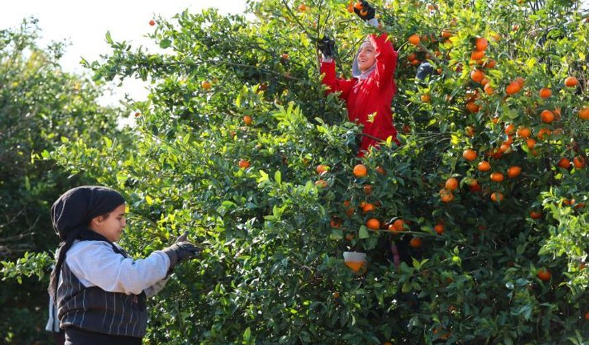 Üreticilere hasat öncesi 120 milyar liralık TMO ödemesi: Şanlıurfa dahil 769 merkez