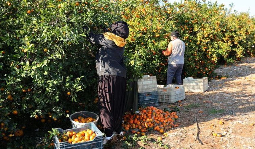 Tarım Kredi Kooperatifleri Şanlıurfa Bölge Birliği Genel Kurulu için tarih belli oldu