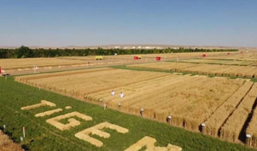 TİGEM Şanlıurfa’da dev ihaleye gidiyor: Detaylar belli oldu