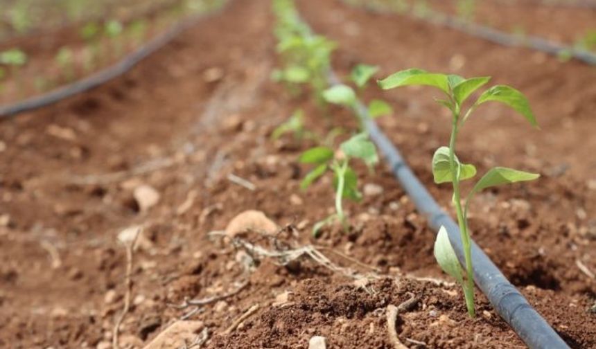 Gelecek tohumda görüldü: Tarladan sofraya 39 tescilli ve milli tohum