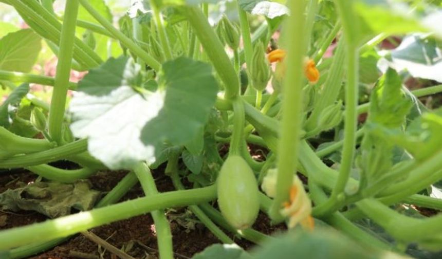 Şanlıurfa Büyükşehir, Ata Tohumlarıyla Yerel Ekonomiye Destek Veriyor